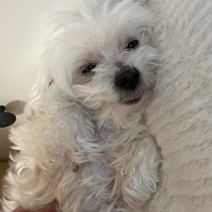 Meet your Posher, Beatrice